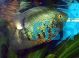 Green Severum 7cm