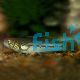 Gudgeon Purple Spotted - Northen