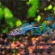 Guentheri Swordtail Male