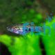 Guentheri Swordtail Female