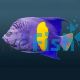 Half Moon Angelfish - Medium 