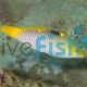 Wrasse - Checkeredboard