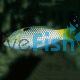 Checkerboard Wrasse
