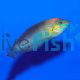 Orange Tipped Rainbow Wrasse - Medium