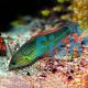 Wrasse Vrolik's Wild