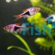 Harlequin Rasbora