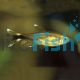 Silvertip Tetra 