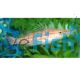 Hawkfish Longnose