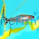Brilliant Head Rummynose Tetra