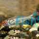 Platinum Rummynose Tetra 