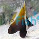 Bannerfish Brown