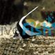 Longfin Bannerfish 