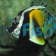 Bannerfish Masked