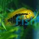 Rainbow Cichlid 