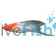 Hi-Fin L.T Swordtail Kohaku 5cm