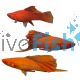 Hi Fin Blood Red Swordtail 5cm