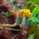 Slender Seahorse