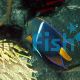 Angelfish Passer-King - Holacanthus passer