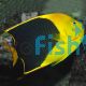 Rock Beauty Angelfish - Medium