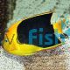 Rock Beauty Angelfish - Small