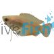 HONEY DWARF GOURAMI FIRETAIL