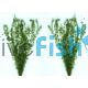 Hydrilla Bunch