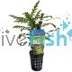 Hygrophila - Pinnatifida Emersed - Pot