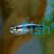 Diamond Black Neon Tetra