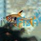 Red Phantom Tetra 