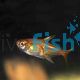 Fire Ember Tetra