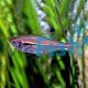 Scarlet Amapa Tetra