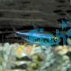 RIO METAE PURPLE TETRA - WILD 