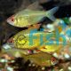Lemon Tetra
