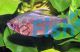 Socolof's Bleeding Heart Tetra 3cm