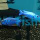 Iceberg Electric Blue
