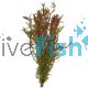 Rotala rotundifolia