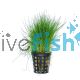 Hairgrass - Dwarf Pot
