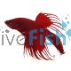 Crowntail Red Male Fighter