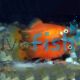 Mickey Mouse Red Platy 