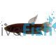 Male Betta Hendra