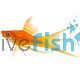 Assorted Lyretail Swordtail