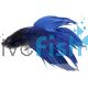 Male Siamese Betta Blue