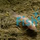 Albino Longfin Corydoras 3.5cm