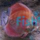 Solid Red Cover Discus 9cm