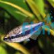 Blue Emperor Tetra