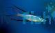 Threadfin Rainbow - Gulbuwangay River Nt 3cm