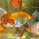 Japan Red and White Ranchu