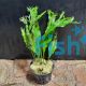 Java Fern - Crested Pot