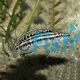 Julidochromis Marlieri 4cm