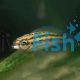 Julidochromis Dickfeldi 3.5cm